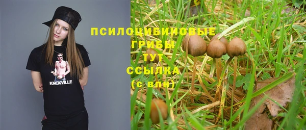 прущие грибы Абаза